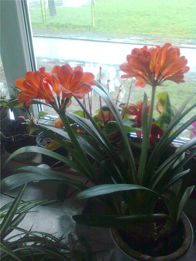 clivia